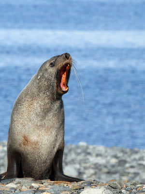 Southern Fur Seal Vocalizing Wallpaper