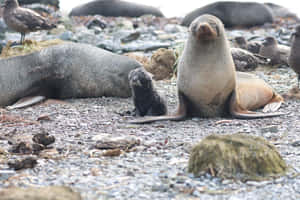 Southern_ Fur_ Seal_with_ Pup.jpg Wallpaper