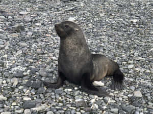 Southern Fur Sealon Pebble Beach Wallpaper