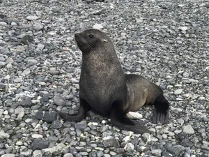 Southern Fur Sealon Pebble Beach Wallpaper