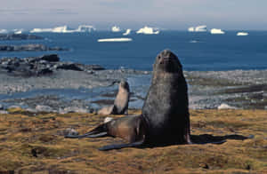 Southern Fur Seals Resting Near Ocean Wallpaper