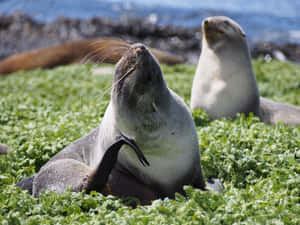 Southern Fur Seals Restingon Seaweed Wallpaper