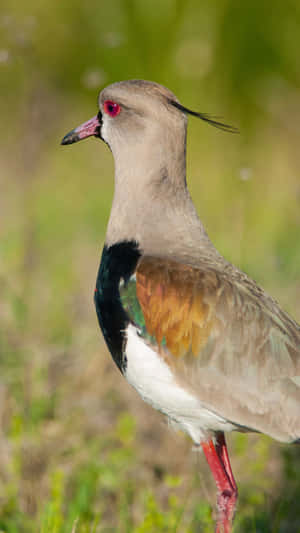 Southern Lapwing Portrait Wallpaper