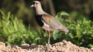 Southern Lapwing Standing Alert Wallpaper