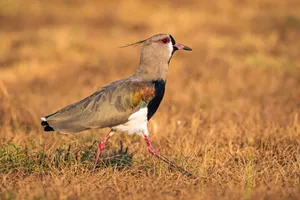 Southern Lapwingin Grassy Field Wallpaper