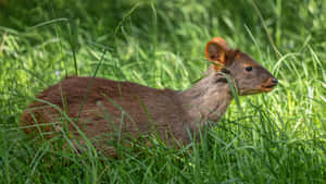 Southern Pudu In Tall Grass.jpg Wallpaper