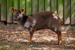 Southern Pudu Standing Near Fence.jpg Wallpaper
