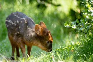 Southern Puduin Nature.jpg Wallpaper