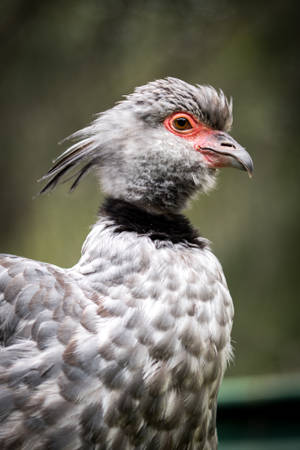 Southern Screamer Awesome Animal Wallpaper