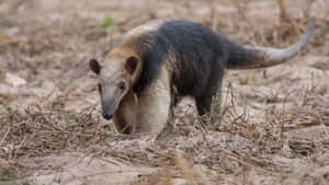 Southern Tamandua Walkingin Habitat.jpg Wallpaper