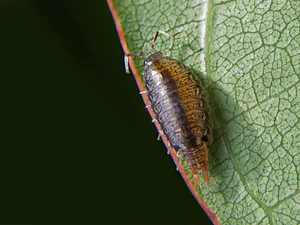 Sowbugon Leaf Closeup Wallpaper