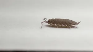 Sowbugon White Background Wallpaper