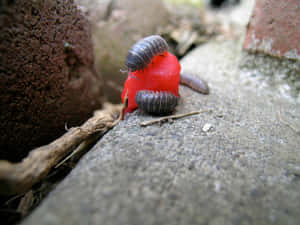 Sowbugs Feastingon Watermelon Wallpaper