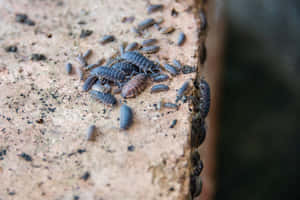 Sowbugs Gathering On Stone Surface Wallpaper