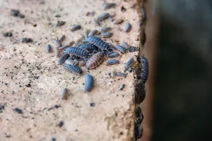 Sowbugs Gathering On Stone Surface Wallpaper
