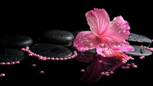 Spa Concept Pink Flowerand Stones Wallpaper