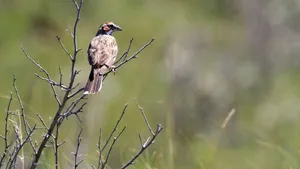 Sparrow Perchedin Natural Habitat.jpg Wallpaper