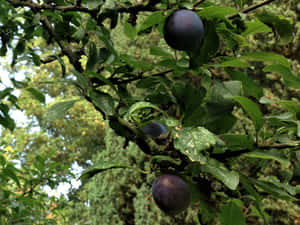 Sparse Dark Purple Damson Plums Wallpaper