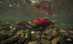 Spawning_ Pacific_ Salmon_ Underwater_ Scene.jpg Wallpaper