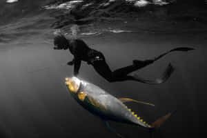 Spearfisher_with_ Yellowfin_ Tuna Wallpaper