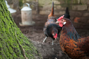 Speckled Hen Outdoors Wallpaper