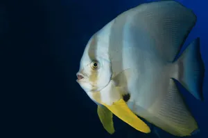 Spectacular Batfish Swimming Under The Deep Blue Sea. Wallpaper