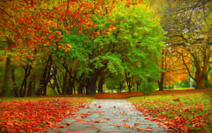 Spectacular Fall Trees With Colorful Leaves Wallpaper