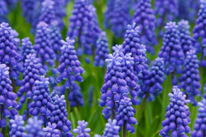 Spectacular Grape Hyacinth Garden Wallpaper