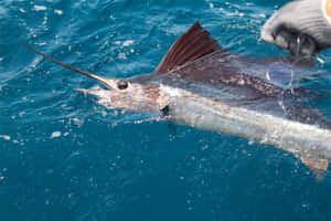 Spectacular Sailfish In The Deep Blue Waters Wallpaper