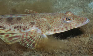 Spectacular Sunset View Over Flathead Lake, Montana Wallpaper