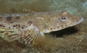 Spectacular Sunset View Over Flathead Lake, Montana Wallpaper