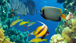 Spectacular View Of 4k Coral Reef Wallpaper