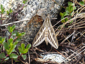 Sphinx Moth Restingon Ground Wallpaper