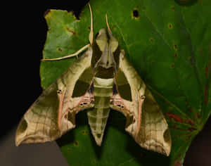 Sphinx Moth Restingon Leaf Wallpaper