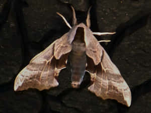 Sphinx Moth Restingon Rock Wallpaper