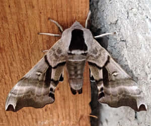 Sphinx Moth Restingon Wood Wallpaper