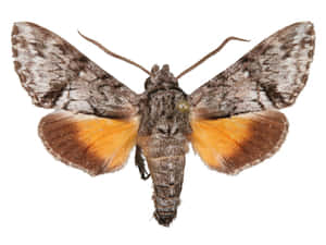 Sphinx Moth Spread Wings Wallpaper