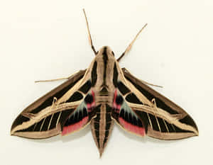 Sphinx Moth Vibrant Wings Wallpaper