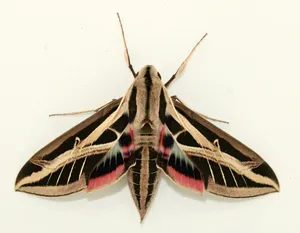 Sphinx Moth Vibrant Wings Wallpaper
