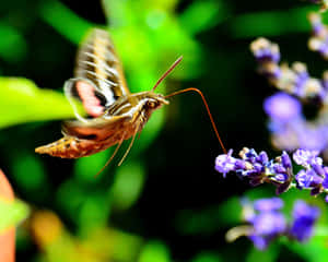 Sphinx Mothin Flight Wallpaper