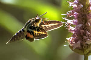 Sphinx Mothin Flight Wallpaper