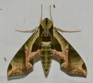 Sphinx Mothon Display Wallpaper