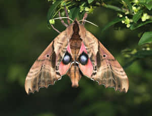 Sphinx Mothon Greenery Wallpaper