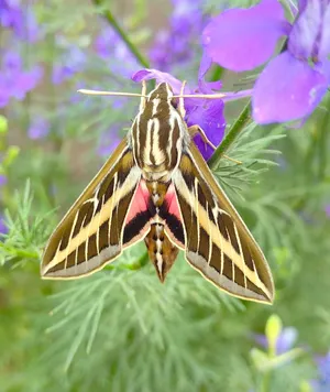 Sphinx Mothon Purple Flower Wallpaper