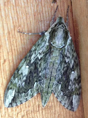 Sphinx Mothon Wooden Surface.jpg Wallpaper