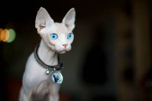 Sphynx Cat Breed Wallpaper