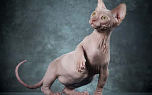 Sphynx Cat On Apurple Background Wallpaper