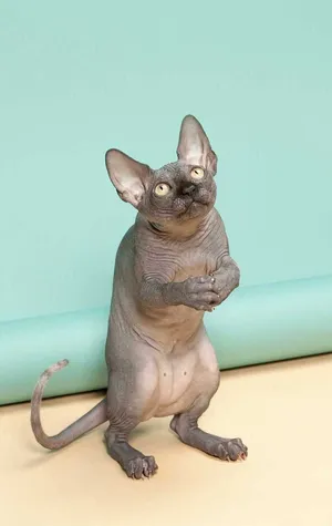 Sphynx Cat Standing Two Legs Wallpaper