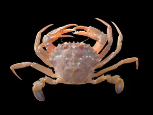 Spider Crab Against Black Background Wallpaper