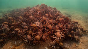 Spider Crab Aggregation.jpg Wallpaper